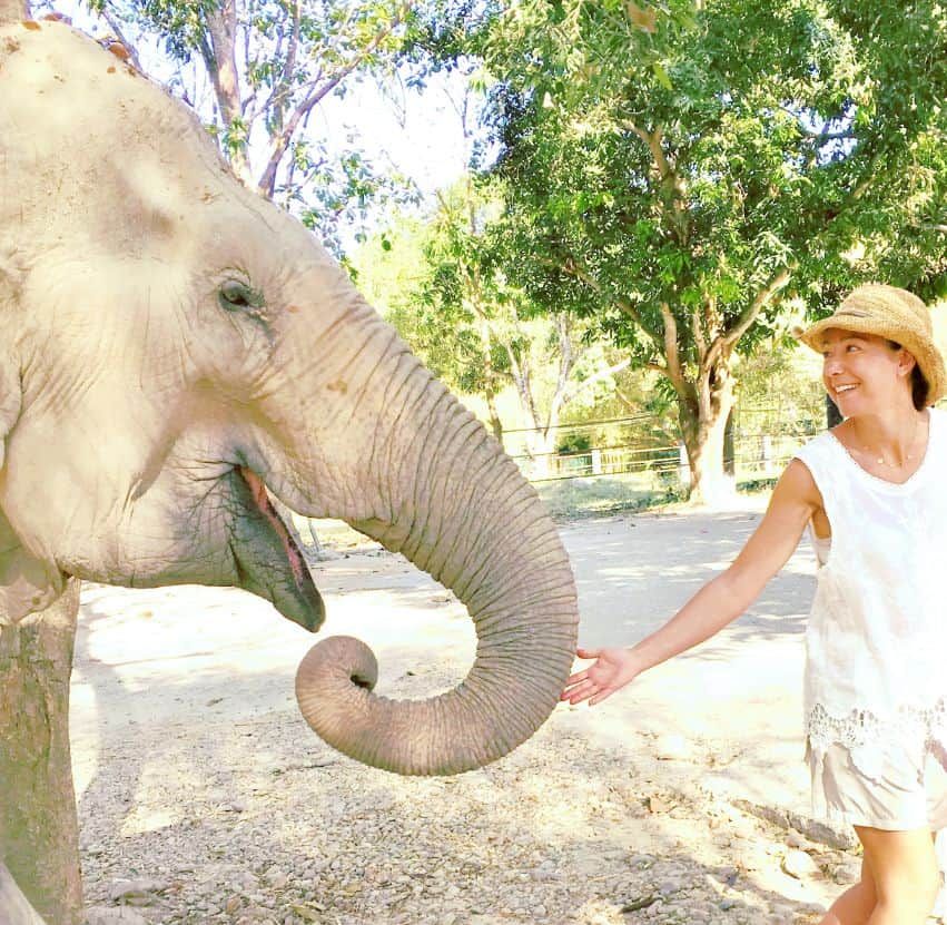 Thailande : Voyage à la rencontre des éléphants 
