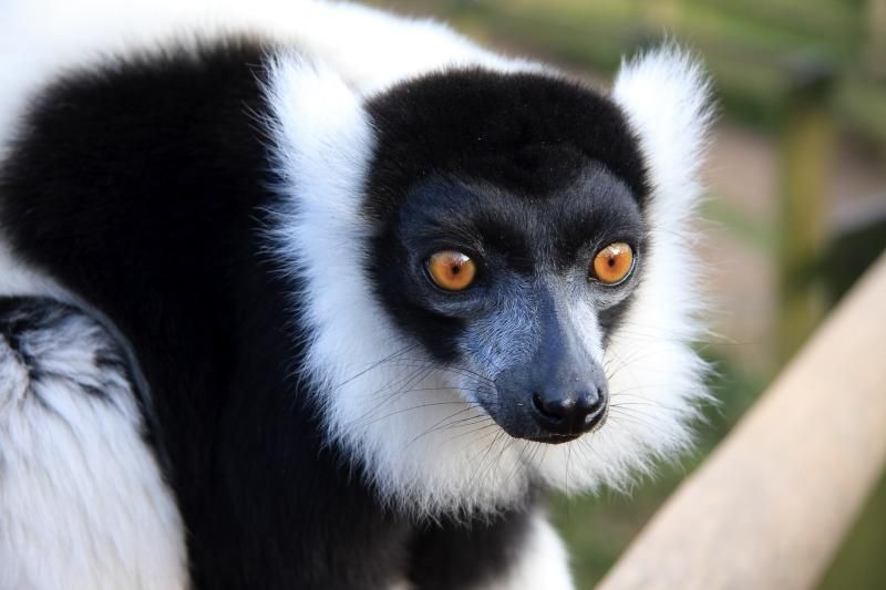 Partez en voyage à Madagascar avec notre partenaire Ecosafaris