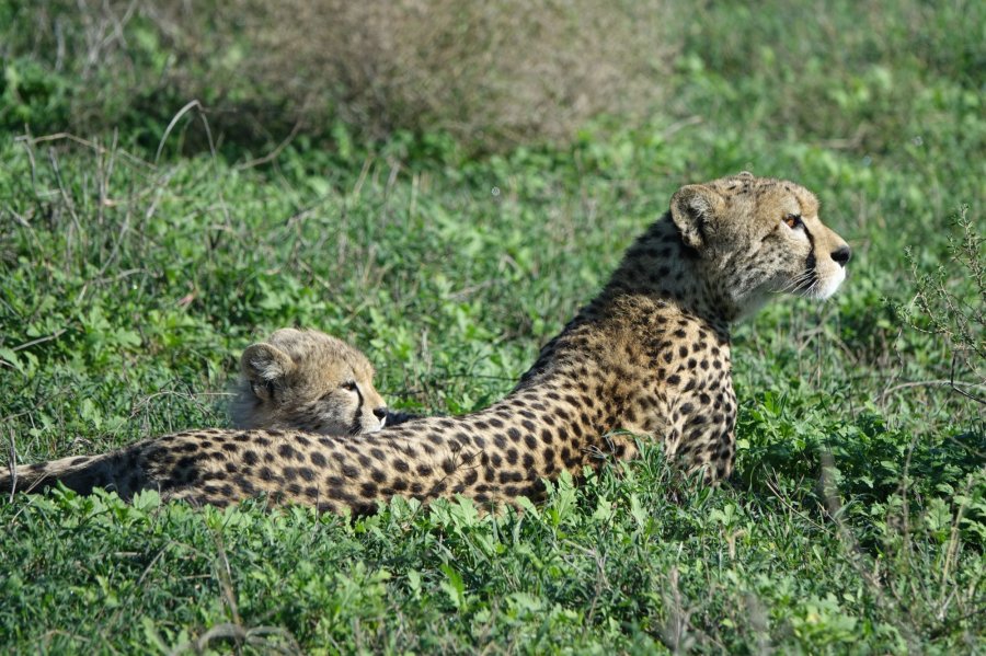 Ressources sur les safaris en Tanzanie