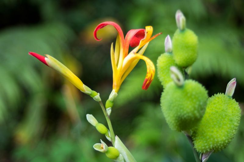 Açores : séjour nature et détente au coeur des jardins botaniques de l