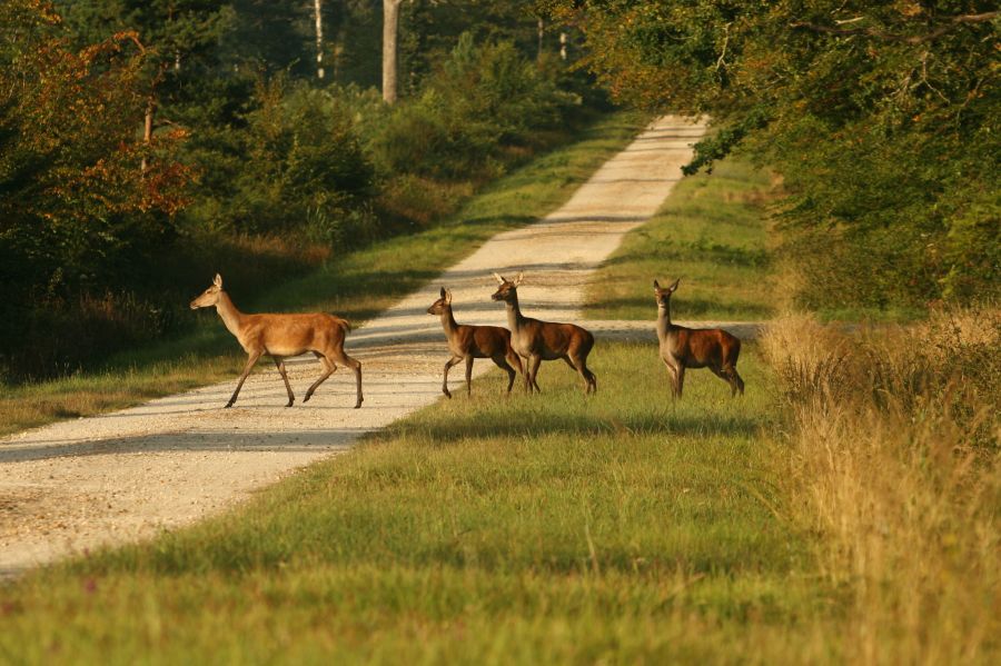 Balade champêtre en forêt