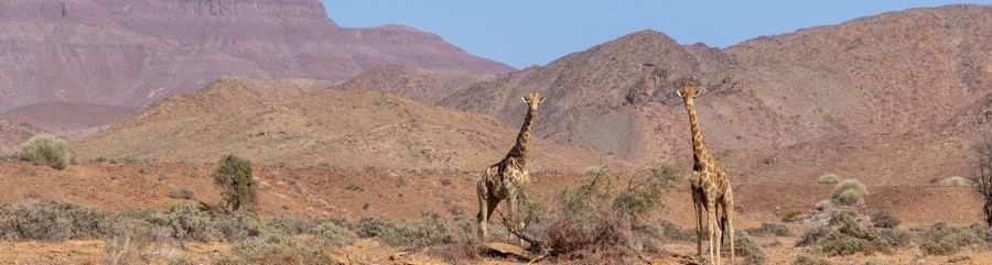 Partez en voyage en Namibie avec notre partenaire Ecosafaris