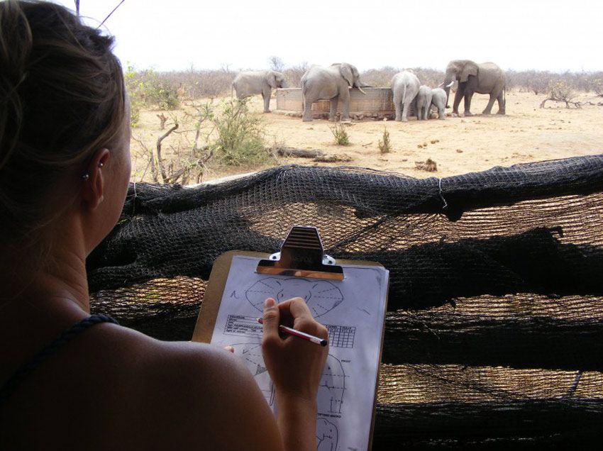 Ecovolontariat au Botswana pour la protection de la faune sauvage