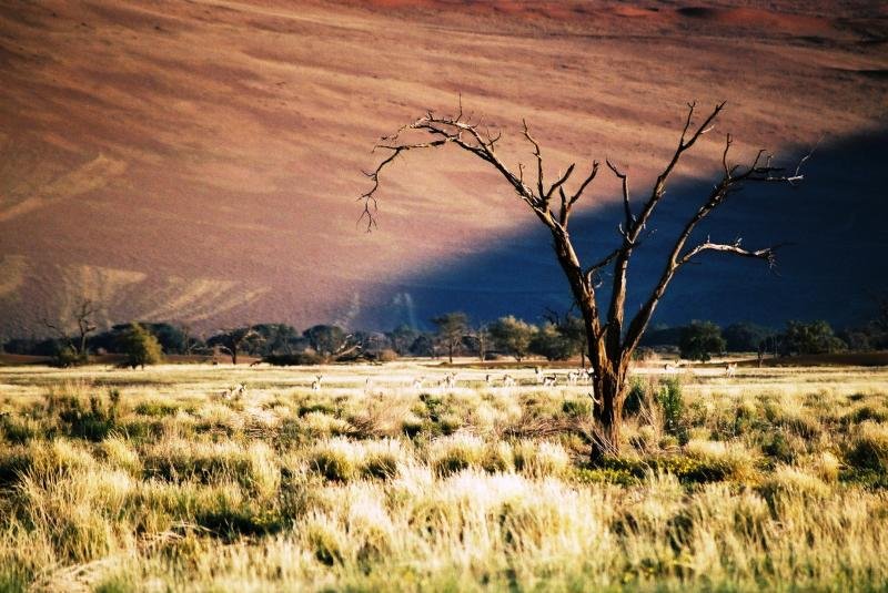 Ressources sur les safaris en Namibie
