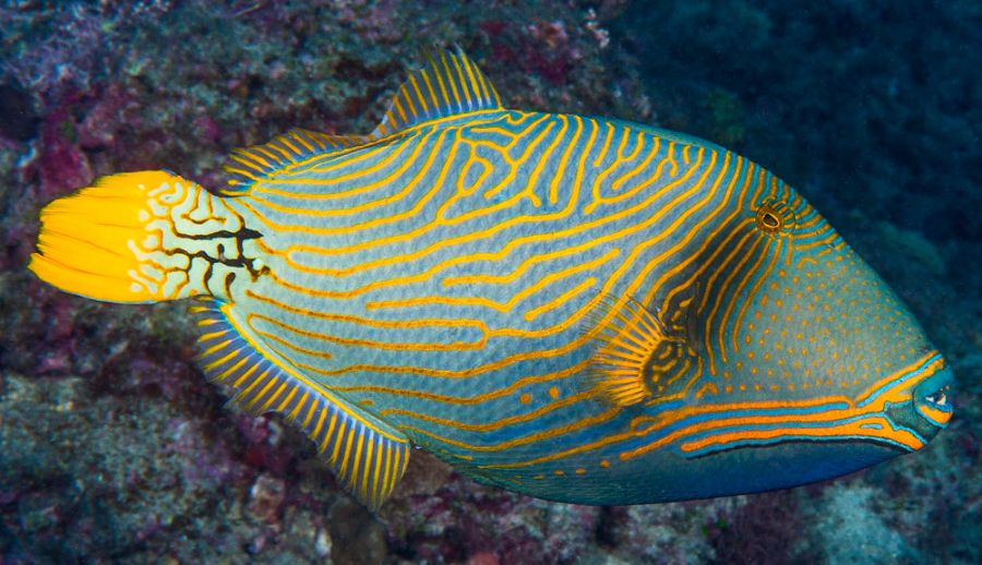 Une richesse marine à couper le souffle