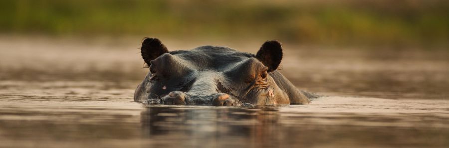 Partez en voyage au Botswana avec notre partenaire Ecosafaris