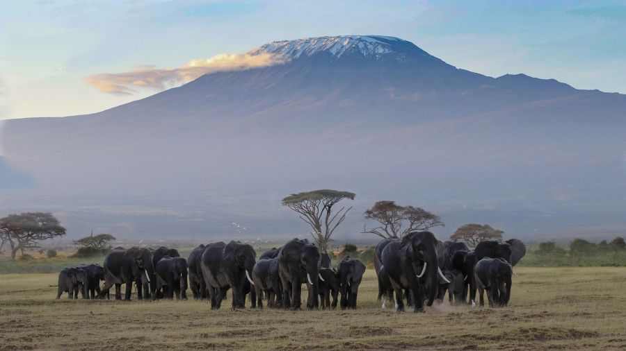 Kenya : Safari eco-solidaire sur la piste Massai au Sud
