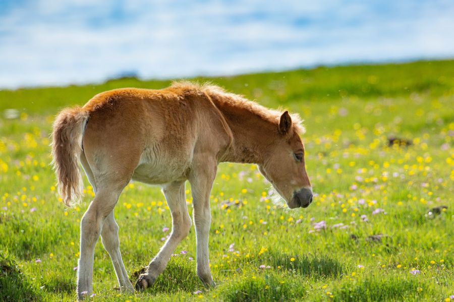 Mongolie : Ecovolontariat et réintroduction des Chevaux de Przewalski