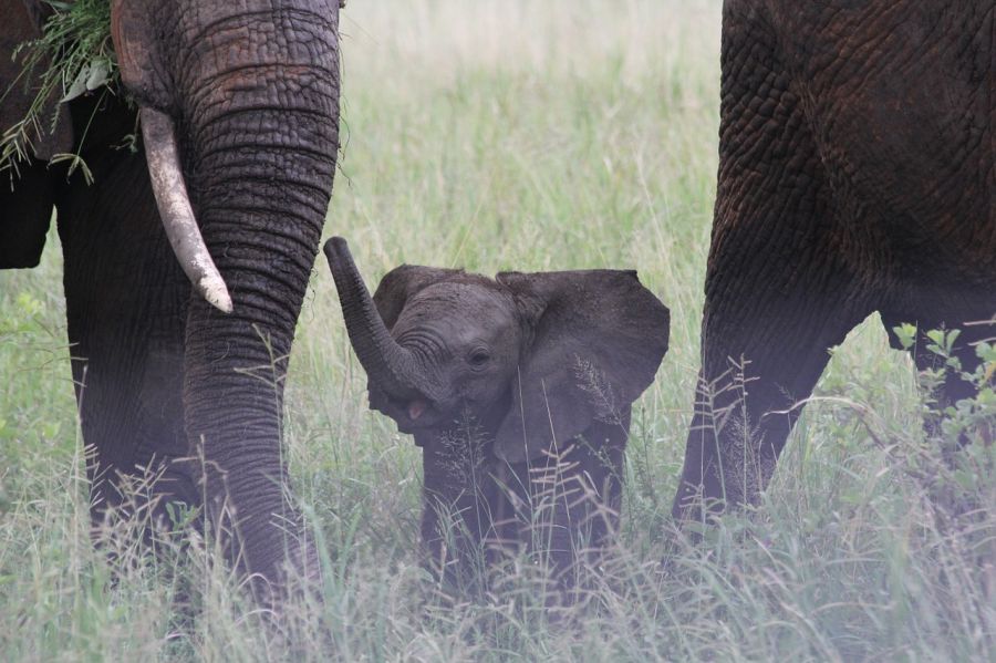 JOUR 3 – TARANGIRE