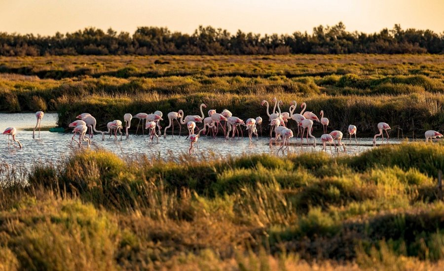 Ecotourisme en Occitanie, de la Camargue aux Pyrénées