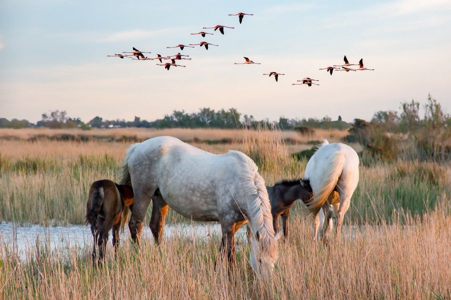 Ecotourisme en Occitanie