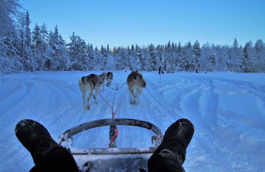 Laponie : Randonnées avec chiens de traîneau et séjour en cabane de trappeurs