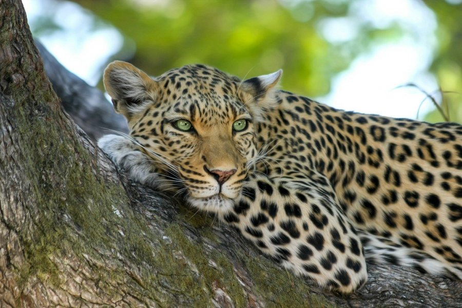 Ecotourisme et Eco Safaris au Botswana