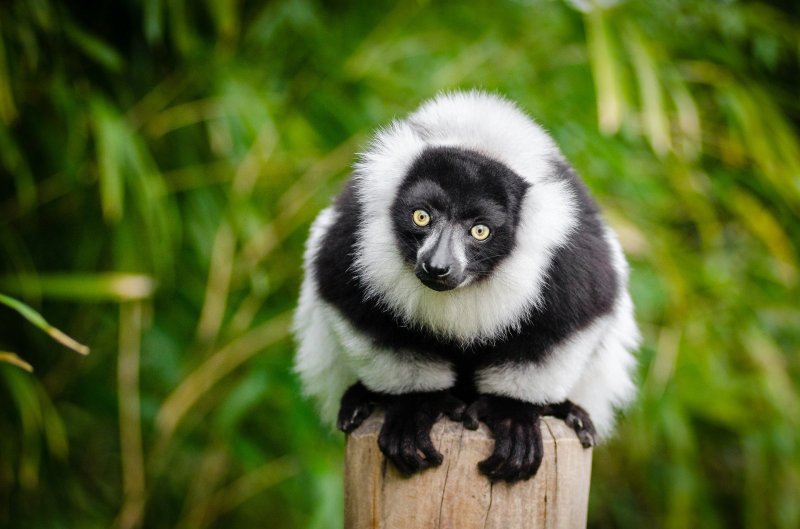 Ecotourisme et voyage solidaire à Madagascar, un paradis de biodiversité