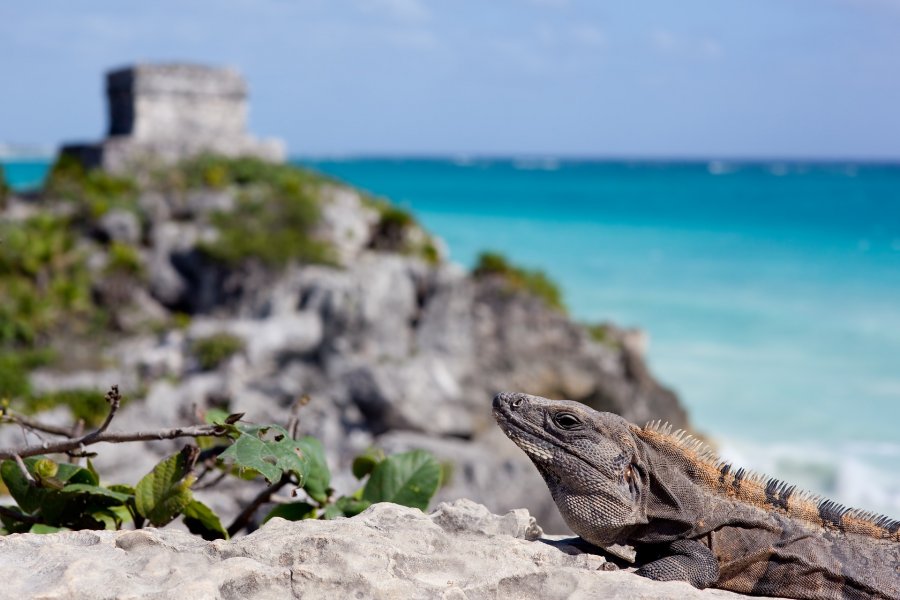 Ecotourisme au Mexique, du Yucatan à la côte Pacifique