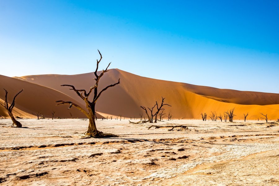Ecotourisme et Eco Safaris en Namibie, d'Etosha au désert du Namib