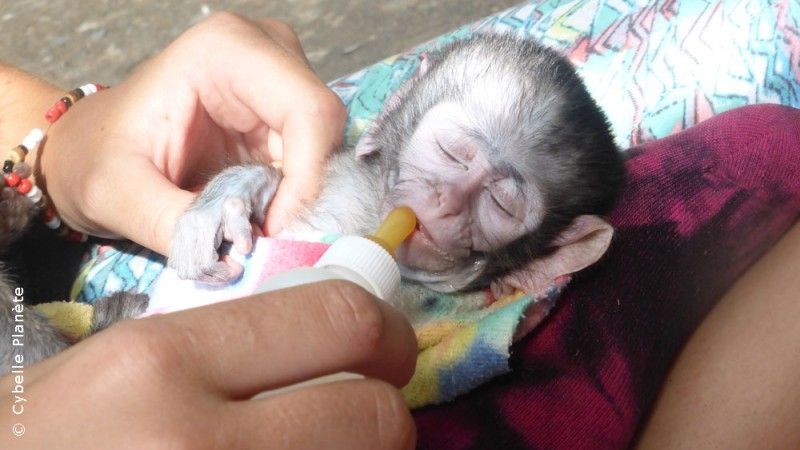 Afrique du Sud : Ecovolontariat dans un refuge pour les singes Vervets