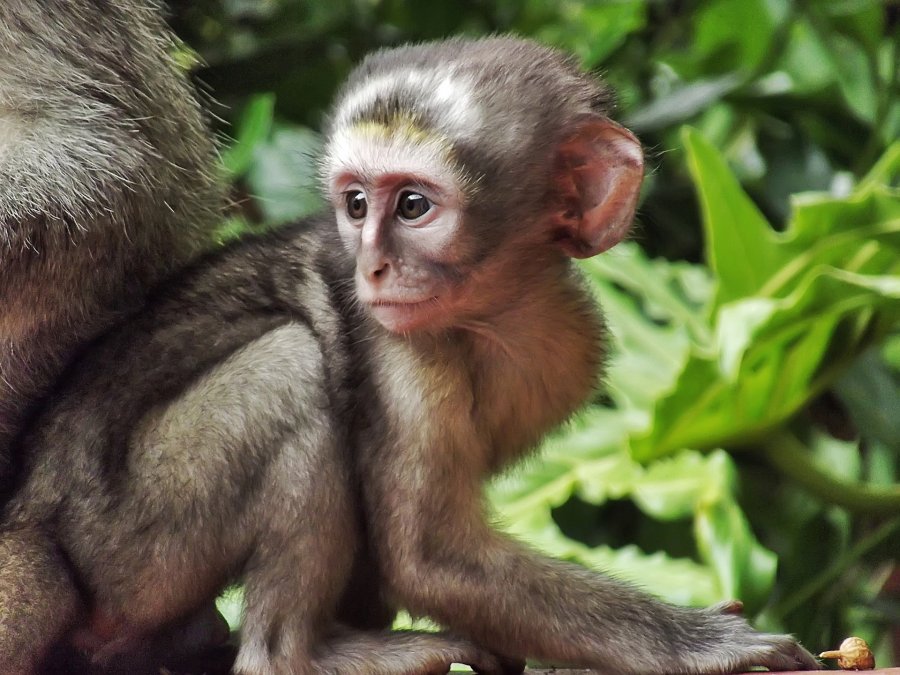 Ecovolontariat en Afrique du Sud et protection de la faune sauvage