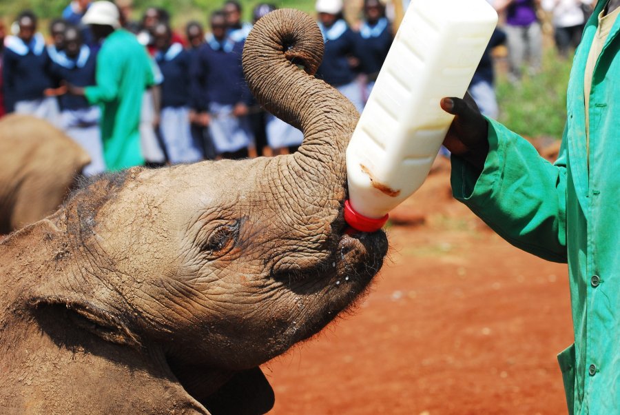 Ecovolontariat au Kenya au coeur des réserves naturelles