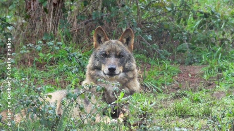 Portugal : Mission ecovolontaire dans un refuge pour les loups