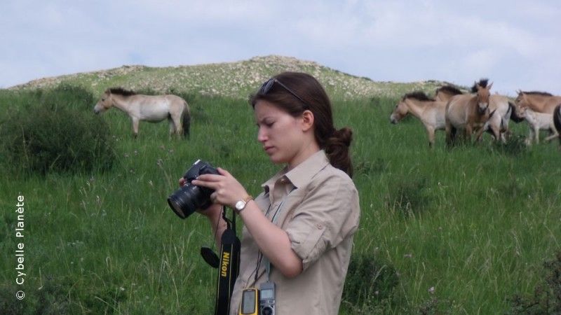 Mongolie : Ecovolontariat et réintroduction des Chevaux de Przewalski