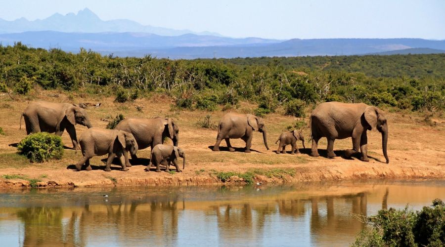 Ecotourisme en Afrique du Sud : que voir & que faire ?