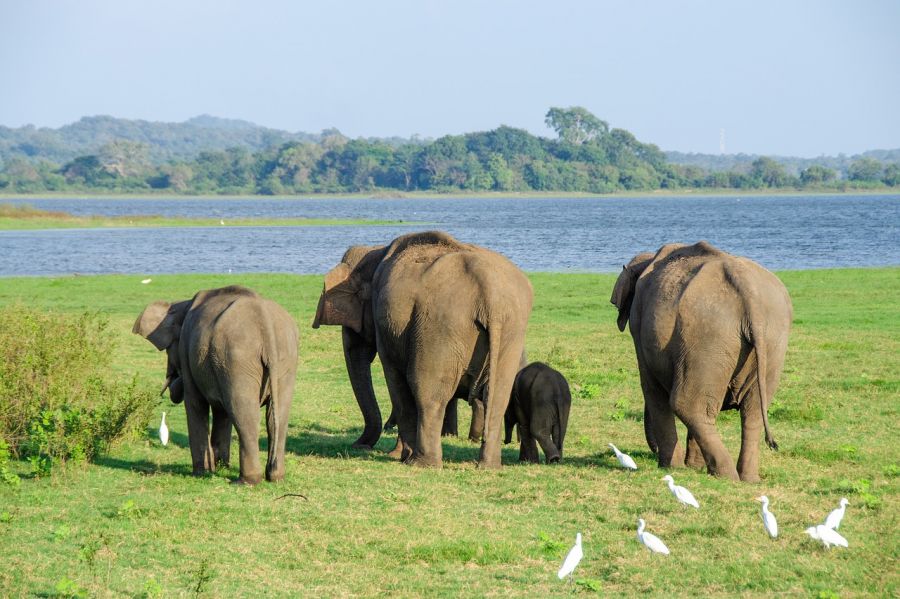 Circuit aventure et découverte en famille du Sri Lanka authentique