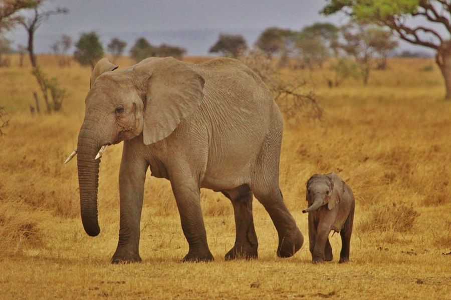 Détails de ce safari Serengeti et Zanzibar