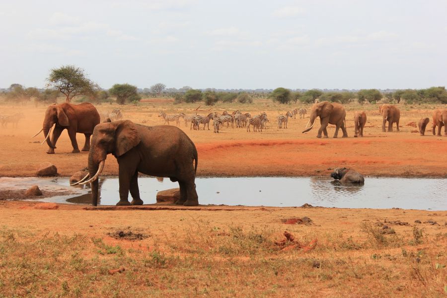 Kenya : Safari à pied et bivouac dans le Parc National de Tsavo