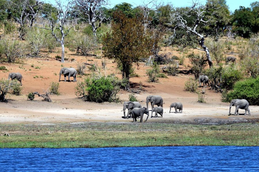 Zambie, Zimbabwe et Botswana : Circuit combiné et safaris au cœur de l