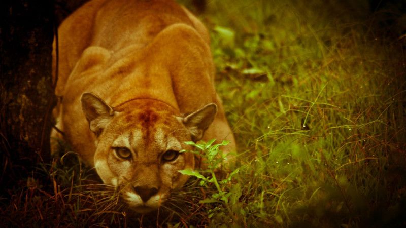 Pérou : Ecovolontariat pour le suivi de la biodiversité dans la forêt Amazonienne