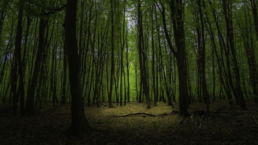 Balades et randonnées en forêts en Île de France