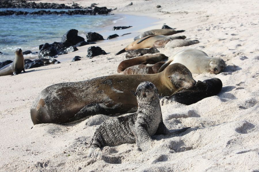 Equateur : Ecovolontariat et protection des espèces aux Galápagos