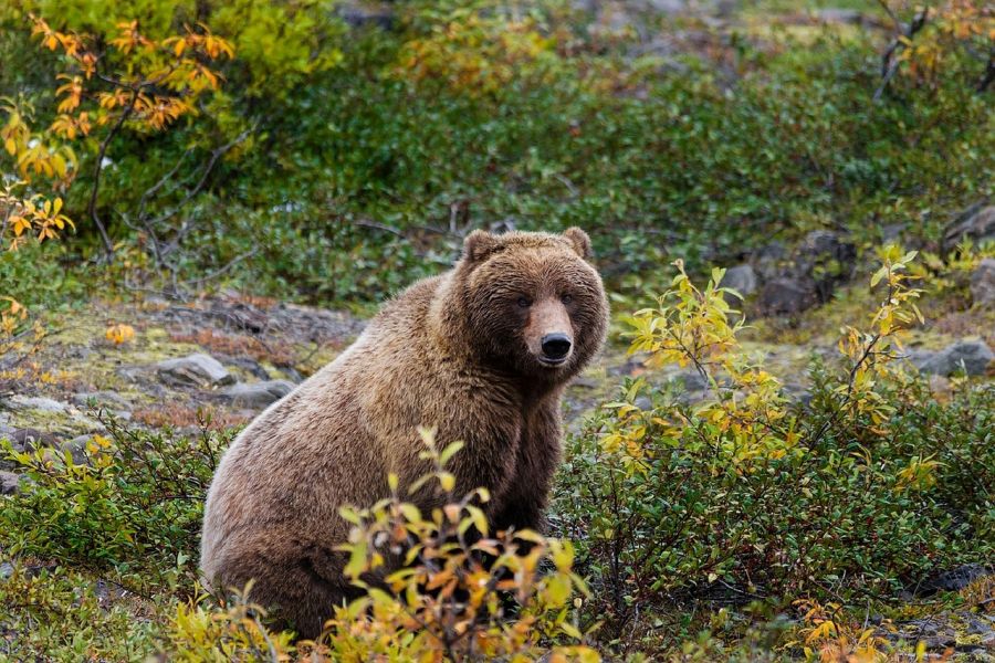 Alaska : Circuit nature et observation de la faune sauvage dans le Yukon