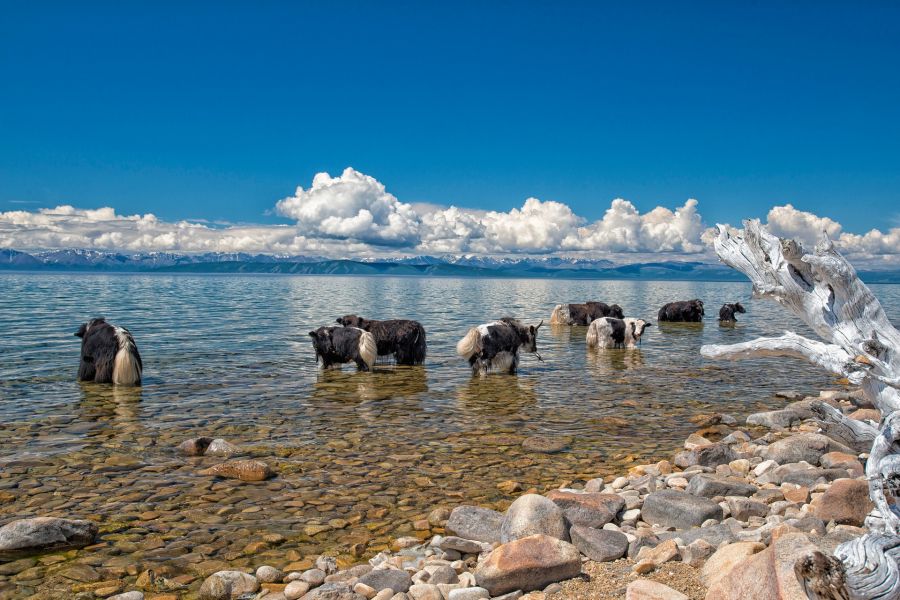 Quand voyager autrement en Mongolie ?