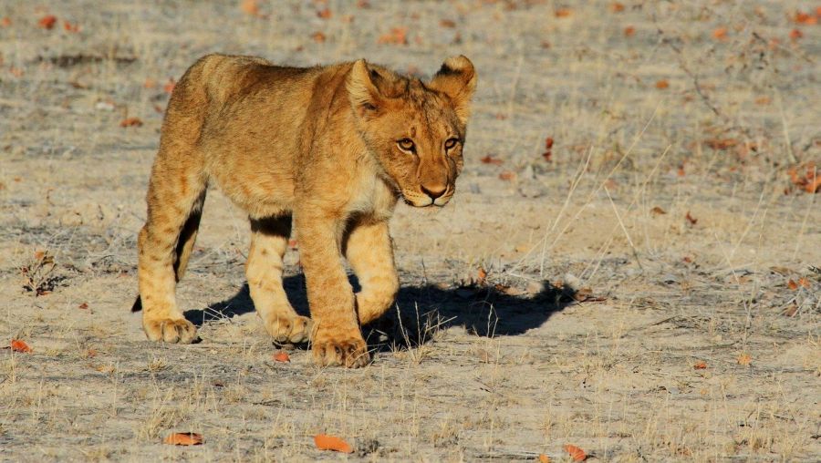 Jour 3 : ETOSHA National Park 