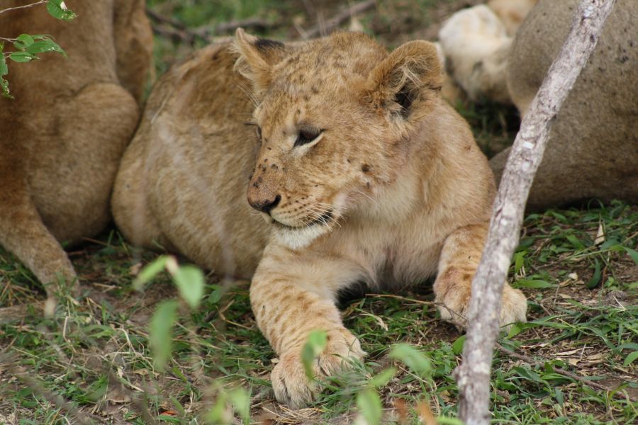 Quand partir pour voyager autrement au Kenya ?