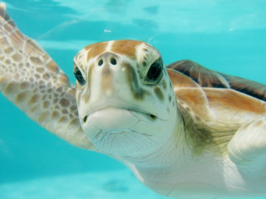 Mexique : Ecovolontariat pour la protection des tortues marines et crocodiles