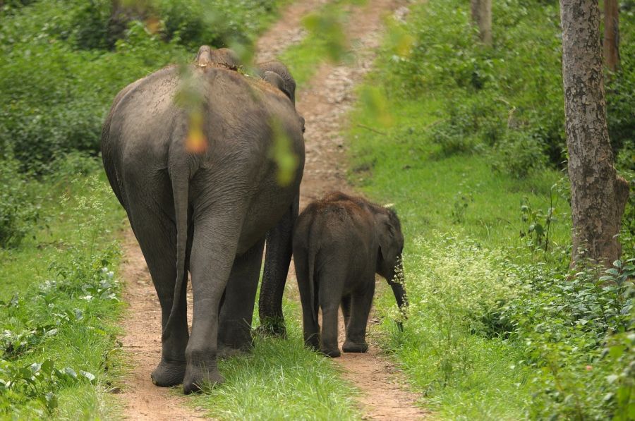 Comment voir des éléphants lors de votre séjour en Inde et au Népal? 