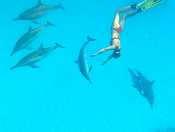 Egypte : Voyage avec les Dauphins en Mer Rouge