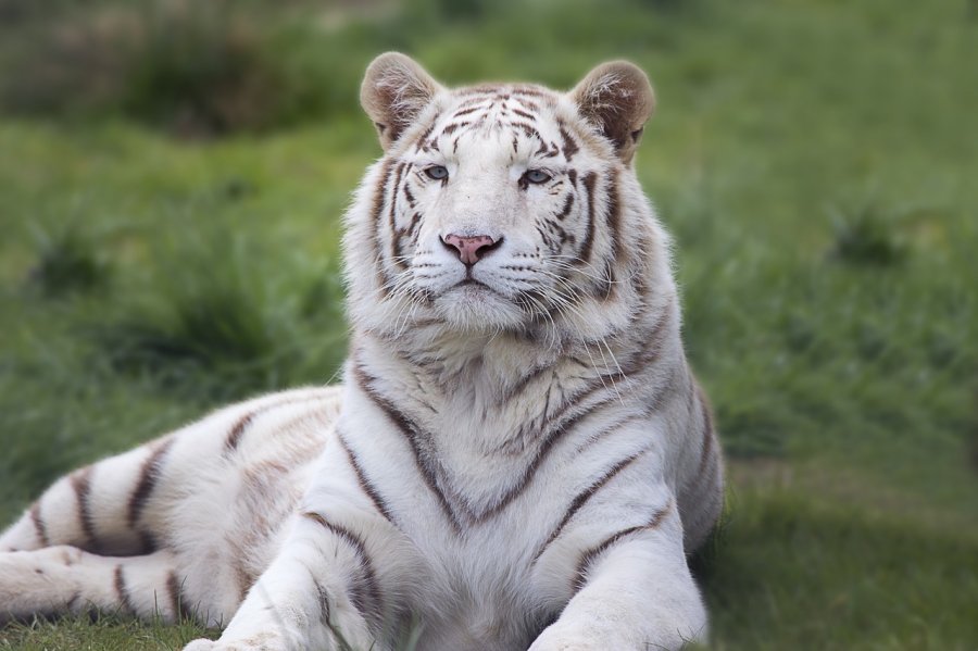 La vie des animaux en Inde : tourisme et errance 