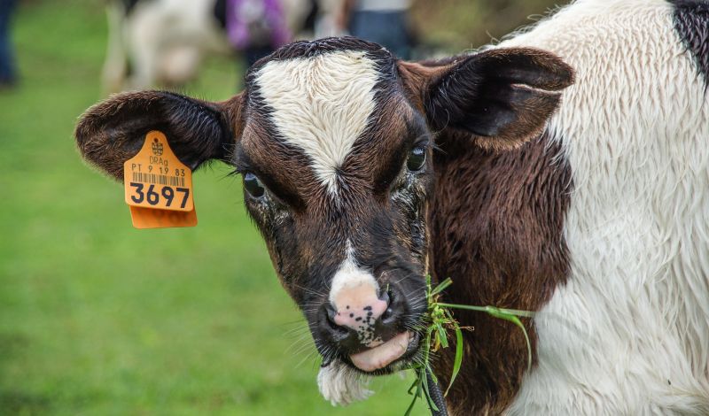 Açores : séjour à la ferme sur l