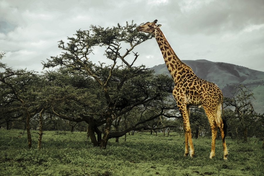 Eco Safari dans le Serengeti en Tanzanie