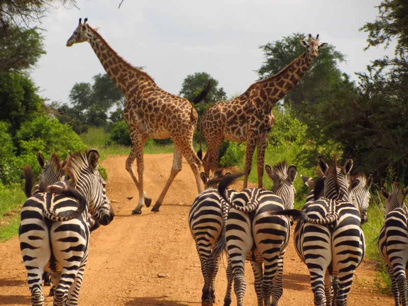 safari tanzanie kenya zanzibar