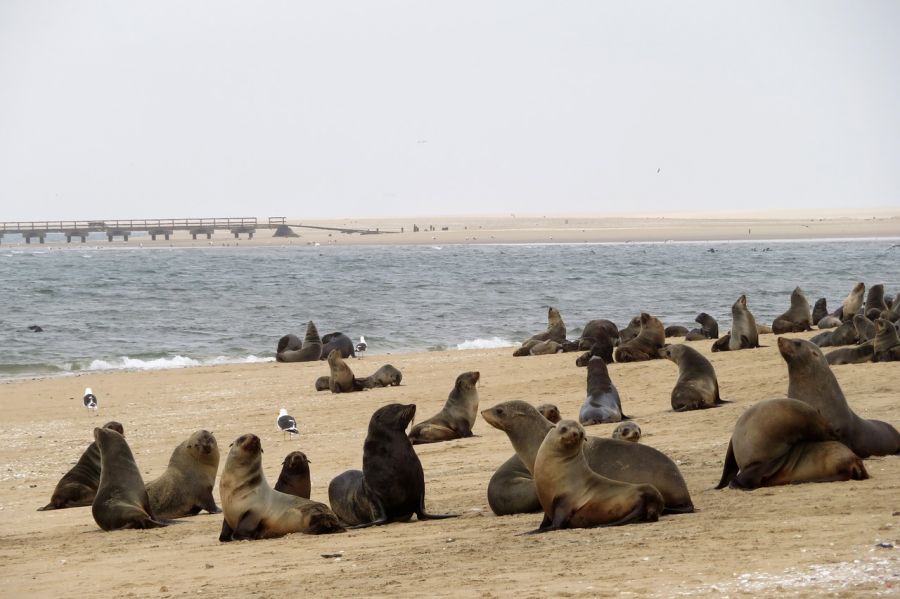 Jour 9: SWAKOPMUND, côte atlantique 