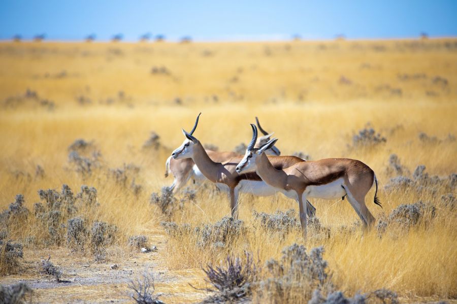 Ecotourisme en Namibie : Que voir ? Que faire ?