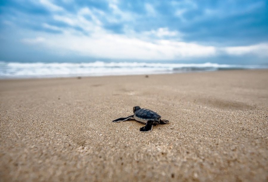 Ecovolontariat en Thailande, protection de la faune, des tortues et plongée