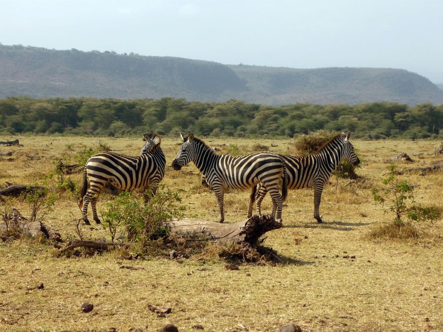 JOUR 2 – MANYARA