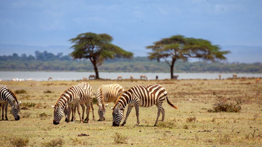 Kenya : Safari et ecotourisme, de la Vallée du Rift au Masai Mara