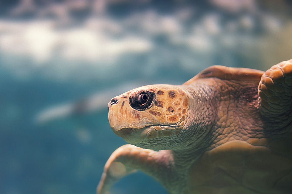 tortue marine en Guadeloupe